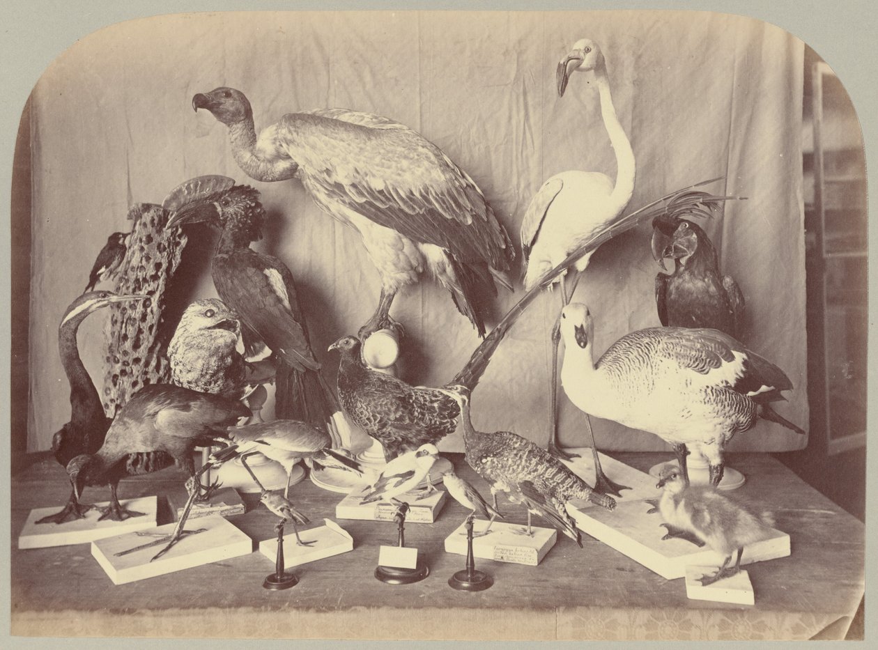 Pl. XIII. Vogels door Victor Prevost, Gaston L. Feuardent and Co., New York
