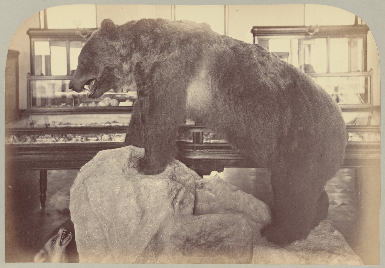 Pl. X. Grizzlybeer door Victor Prevost, Gaston L. Feuardent and Co., New York