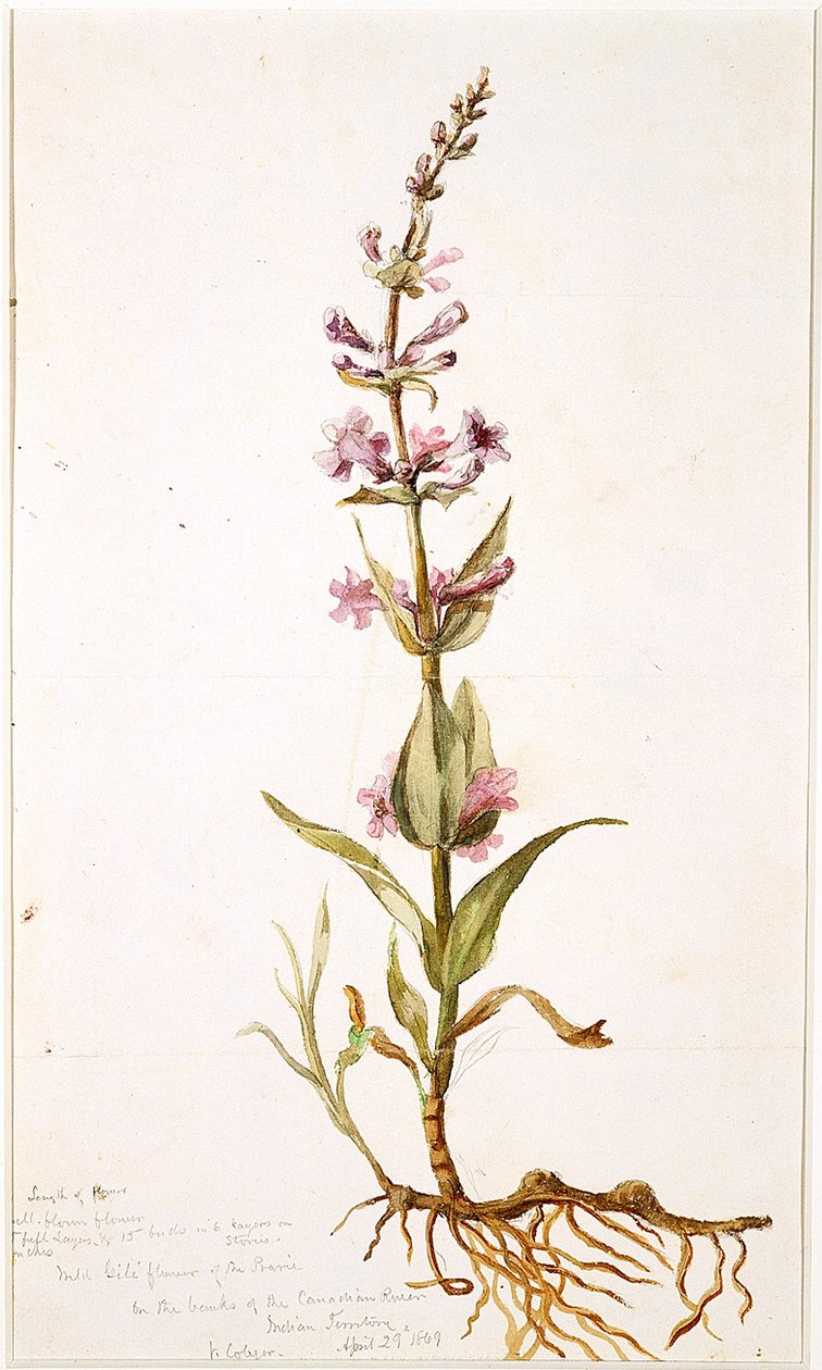 Wilde Gili Bloem van de Prairie aan de Oevers van de Canadese Rivier, Indian Territory, 1869 door Vincent Colyer