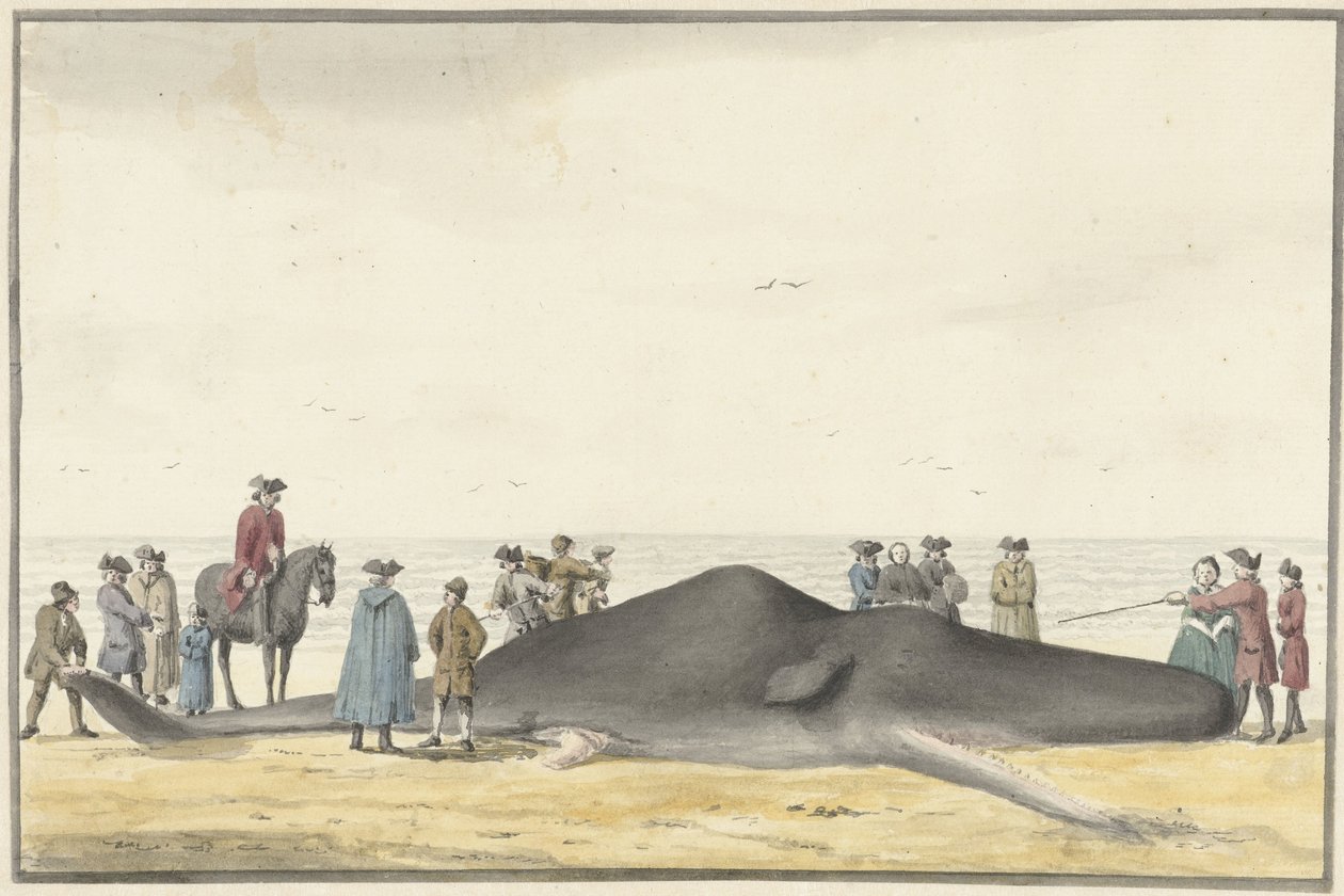 Aangespoelde potvis op het strand tussen Zandvoort en Wijk aan Zee, 20 februari 1762, van voren gezien door Vincent Jansz. van der Vinne