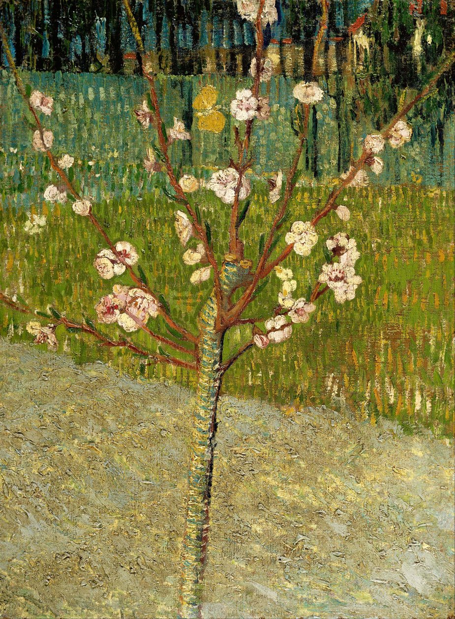 Amandelboom in bloei door Vincent van Gogh