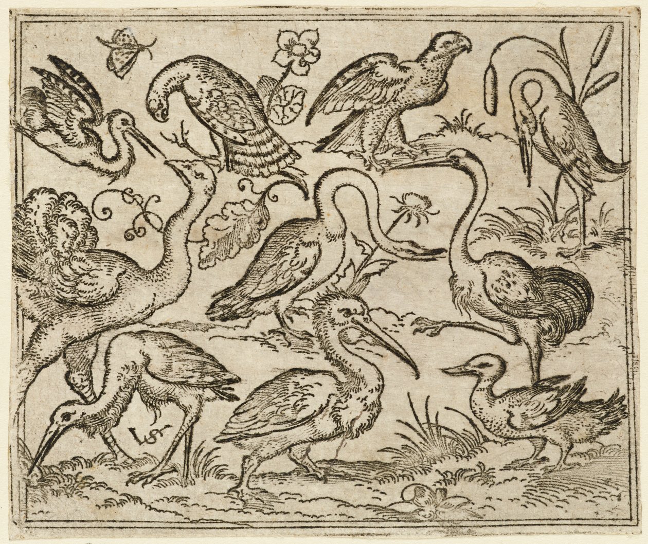 Struisvogel aan de linkerkant met negen andere vogels, waaronder een reiger en een pelikaan, 1557 door Virgil Solis