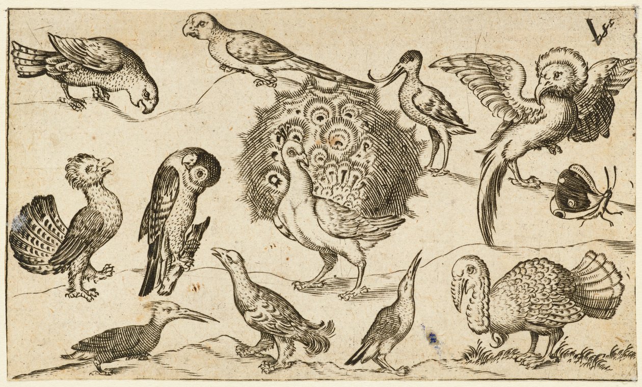 Pauw in het midden omringd door negen andere vogels, waaronder een kalkoen, en een vlinder, 1572 door Virgil Solis