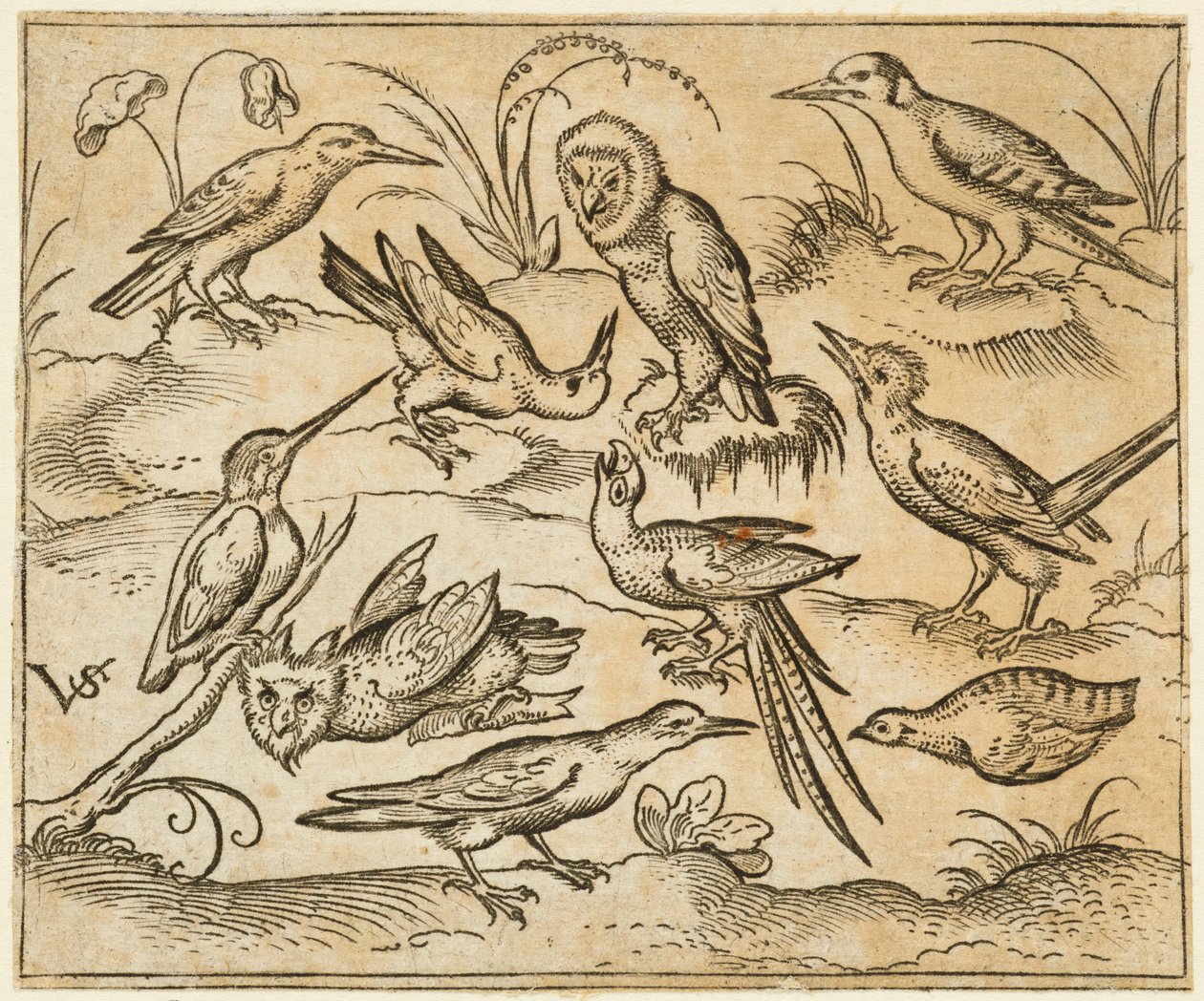 Tien vogels zittend op takken en grasplukken, inclusief twee uilen en een vogel, 1557 door Virgil Solis