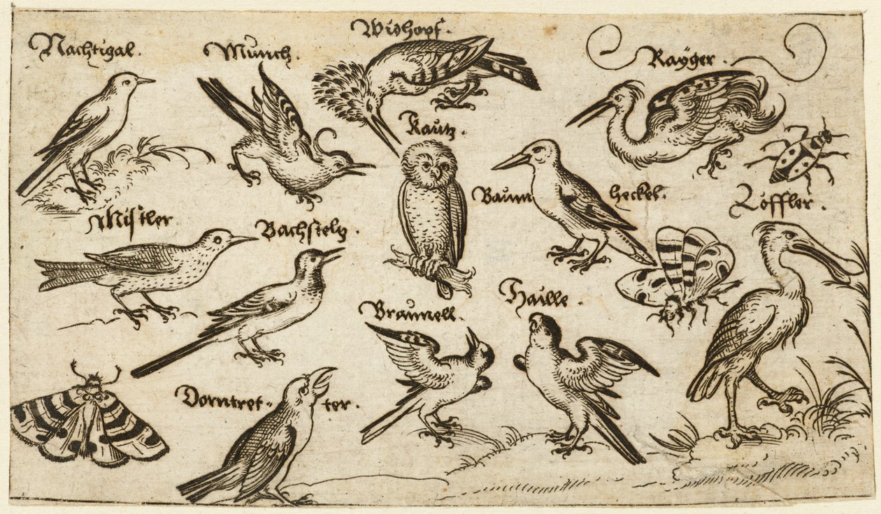 Twaalf soorten vogels, waaronder een uil en pelikaan, individueel gelabeld en gepositioneerd door Virgil Solis