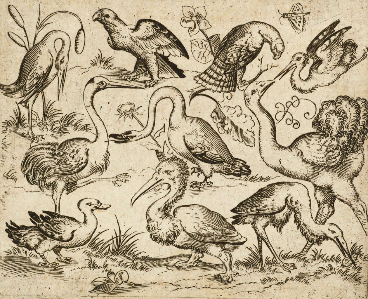 Struisvogel aan de linkerkant met negen andere vogels, waaronder een reiger en een pelikaan door Virgilius the elder (after) Solis