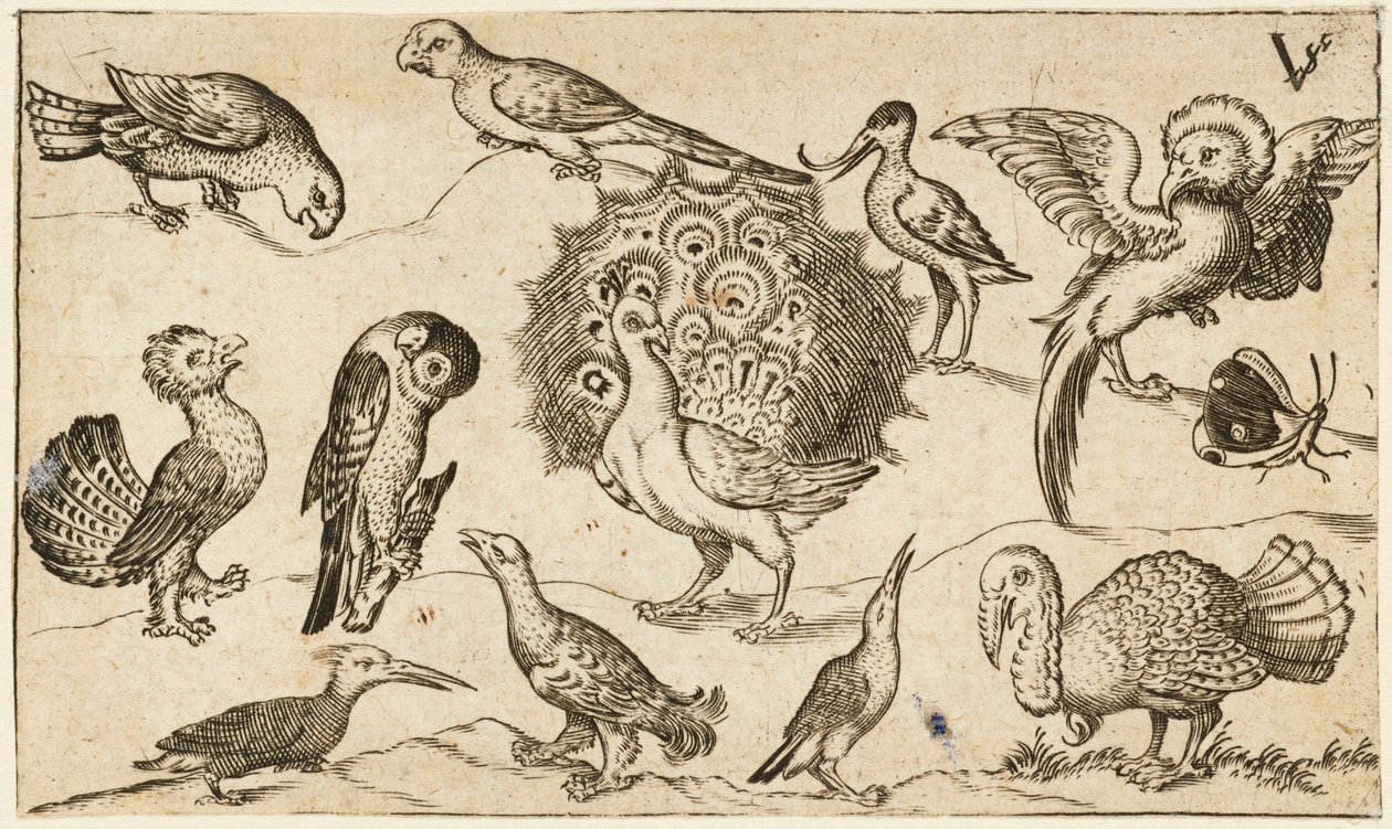 Pauw in het midden omringd door negen andere vogels, waaronder een kalkoen, en een vlinder door Virgilius the elder (after) Solis