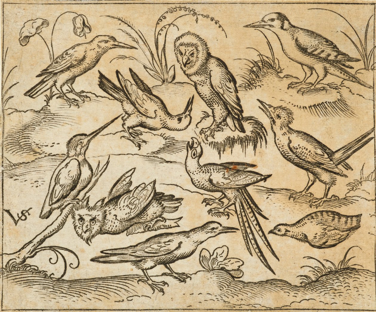 Tien vogels zittend op takken en grasplukken, waaronder twee uilen en een vogel met lange staartveren die in het midden met zijn kop achterover tjilpt, uit Douce Ornament Prints Album I door Virgilius the elder (after) Solis