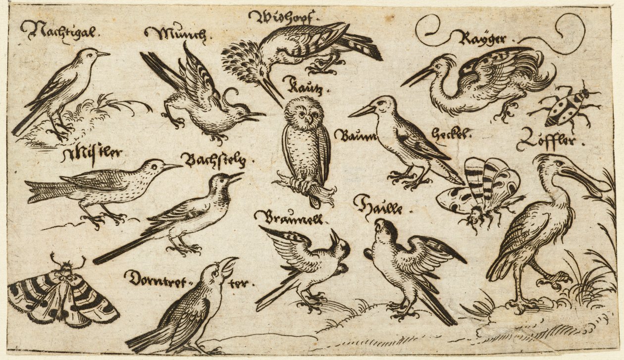 Twaalf soorten vogels, waaronder een uil en pelikaan, individueel gelabeld en gepositioneerd op een minimale ondergrond omringd door een mot, vlinder en lieveheersbeestje, uit Douce Ornament Prints Album I door Virgilius the elder (after) Solis