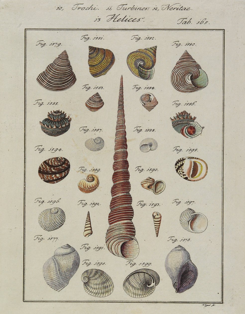 Zeeschelpen: Trochi, Turbines, Neritae Helices, uit Neues Systematisches Conchylien-Cabinet, 1784 door Vogel