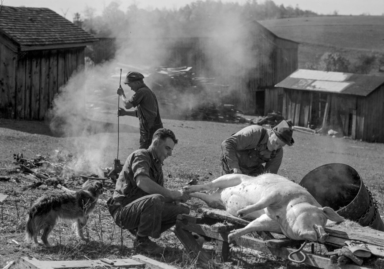Mannen bereiden een geslachte varken voor om te worden geroosterd op een boerenerf, West Virginia door Volkmar Wentzel