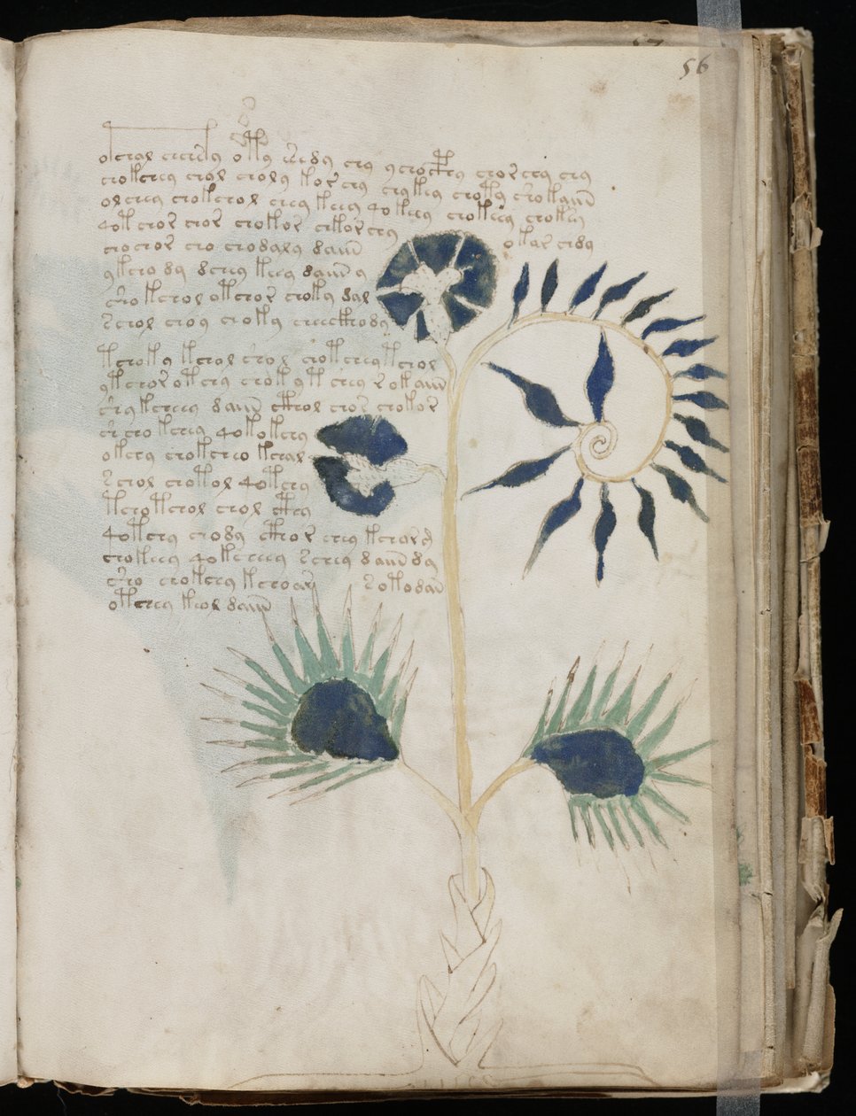 Deze pagina van het Voynich-manuscript toont mogelijk een van de oudste illustraties van een Drosera. door Voynich manuscript
