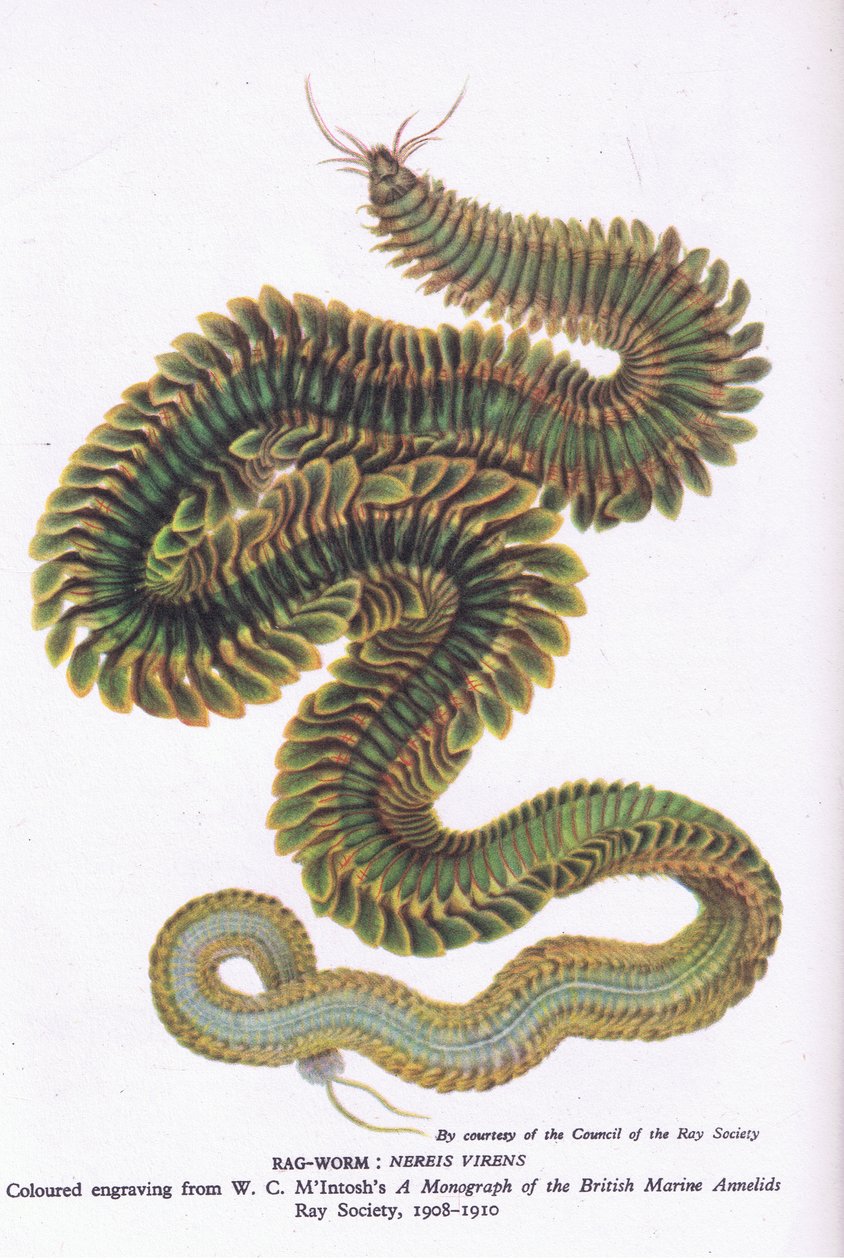 Ragworm, Natuur in Groot-Brittannië gepubliceerd door Collins, 1946 door W. C. McIntosh