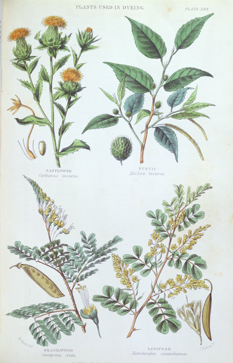 Planten gebruikt bij het verven, plaat uit een botanische studie, gegraveerd door J. Bishop, 1872 door W. Fitch