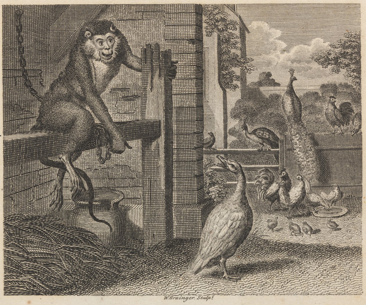 De Baviaan en het Pluimvee door W. Grainger