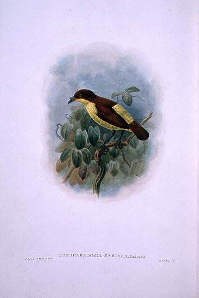 Loboparadisea serica, Waterbekvogel van het Paradijs (kleur litho) door W. and Keulemans J.G. Hart