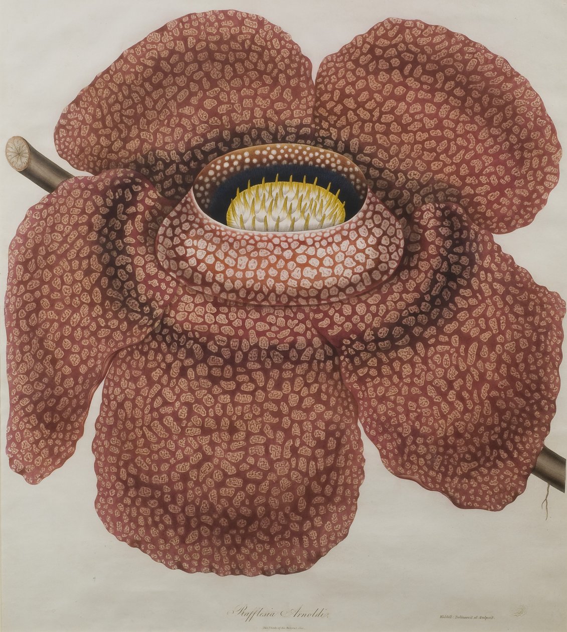Bloem van Rafflesia arnoldii door Waldell