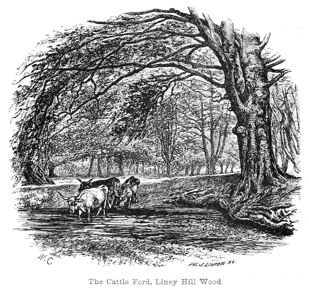 De Veeroversteek, Liney Hill Bos door Walter Crane