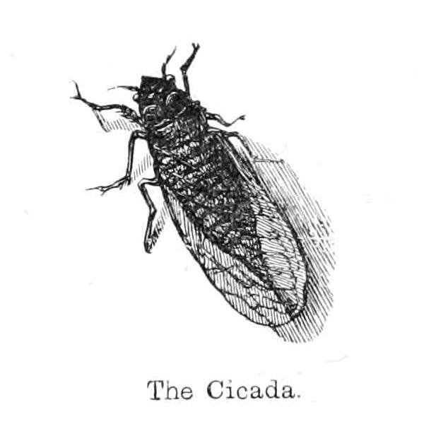 De Cicade door Walter Crane