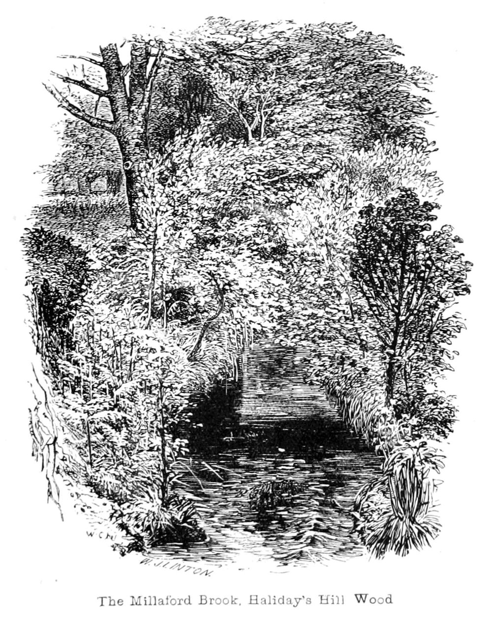 De Millaford Beek, Halidays Hill Bos door Walter Crane