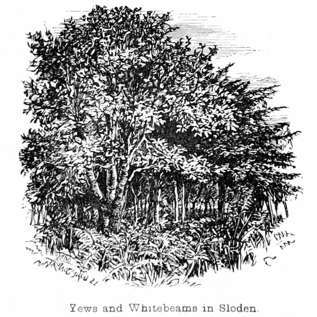 Taxusbomen en Witte Meelbes in Sloden door Walter Crane
