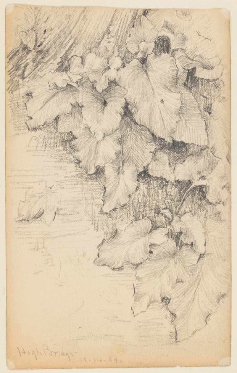 Studie van planten aan de waterkant, High Bridge door Walter Clark