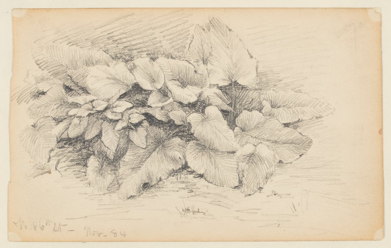 Studie van een Plant, West 86th Street door Walter Clark