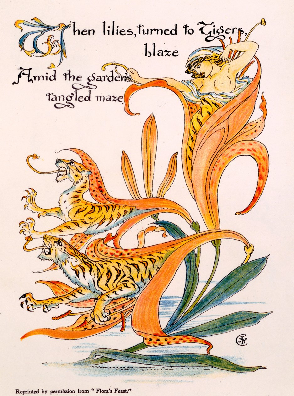 Tijgerlelies, illustratie uit 