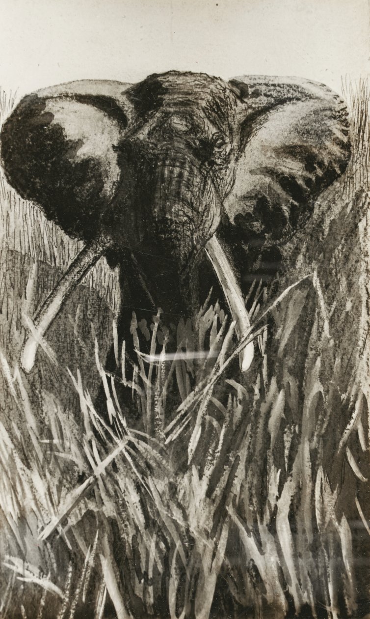 Afrikaanse olifant door Walter D.M. Bell