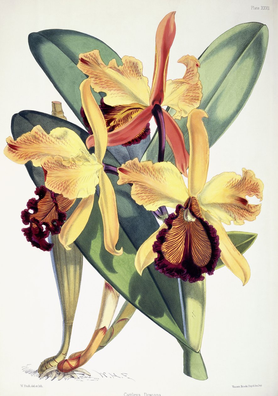 Cattleya Dowiana door Walter Hood Fitch