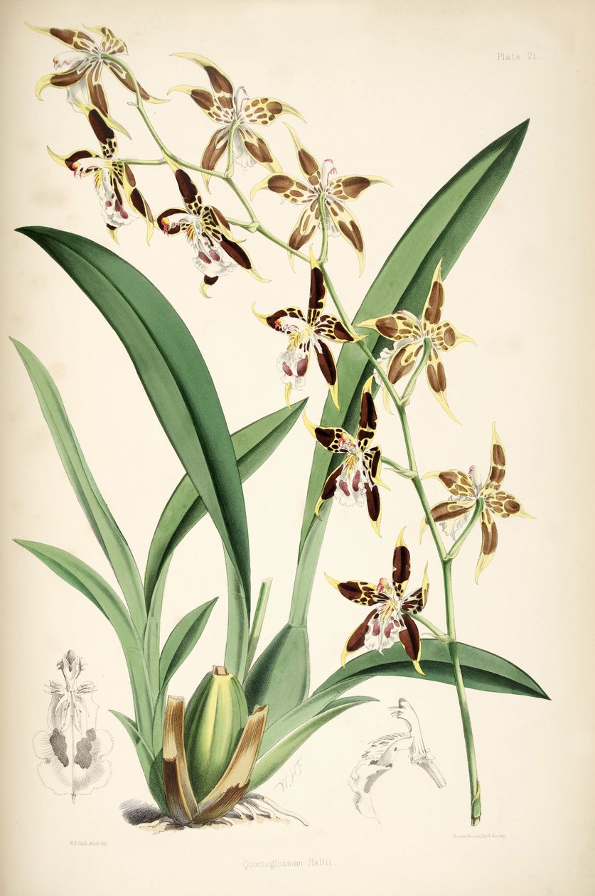 Odontoglossum hallii door Walter Hood Fitch