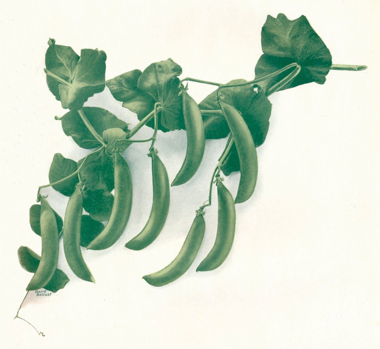 Groene erwten, ca. 1908 door WandG Baird Ltd