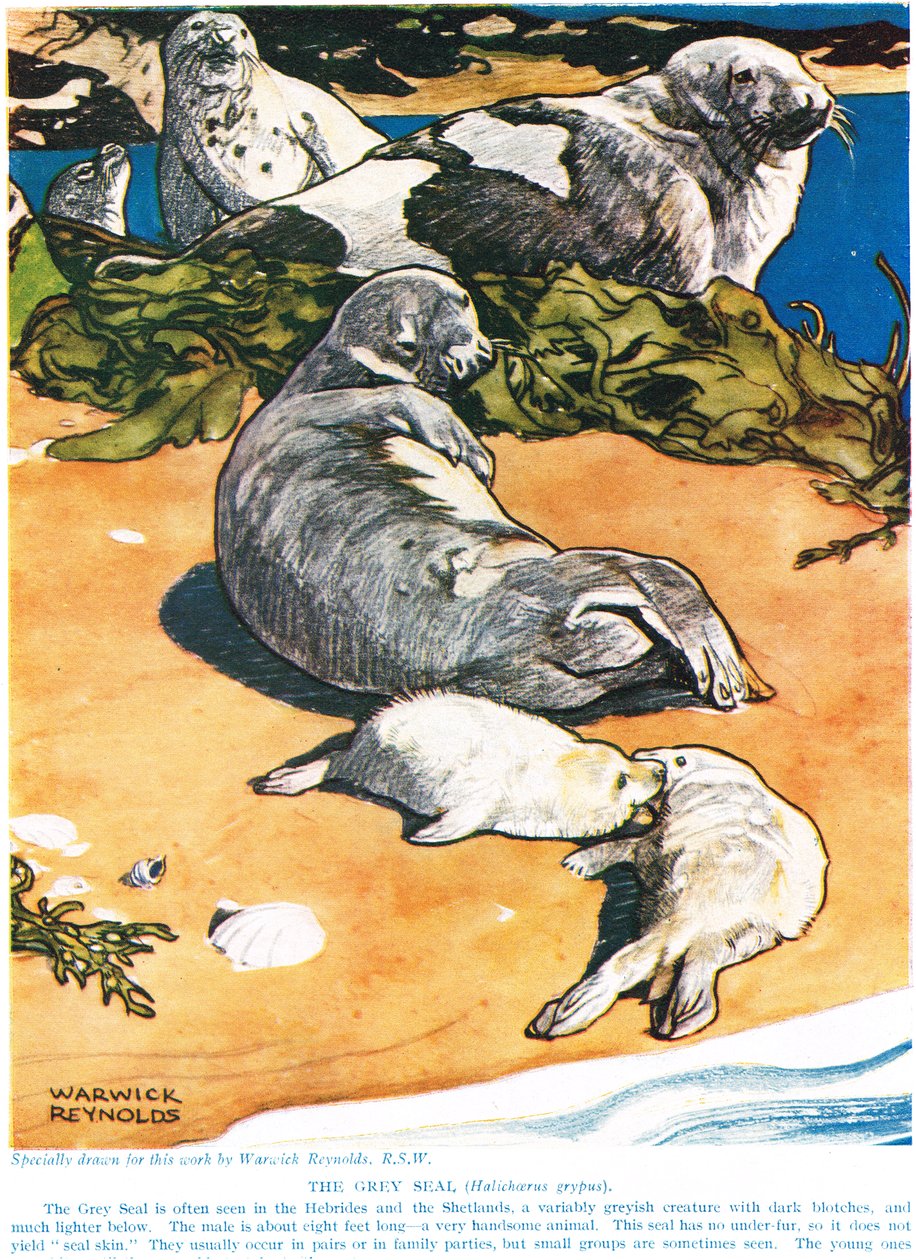 De Grijze Zeehond, illustratie uit 