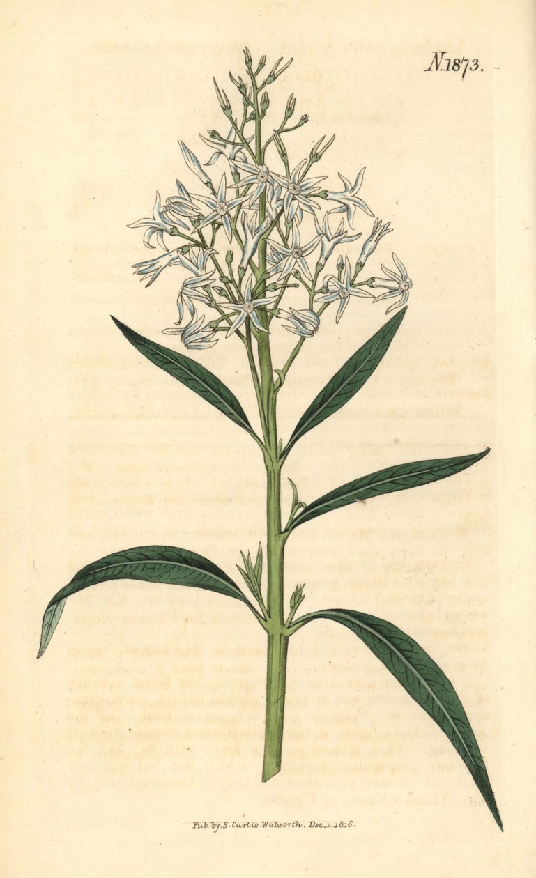 Blauwe Amsonia - Amsonia tabernaemontana var. salicifolia (Wilgenbladige amsonia, Amsonia salicifolia). Met de hand ingekleurde botanische gravure door Weddell uit John Sims