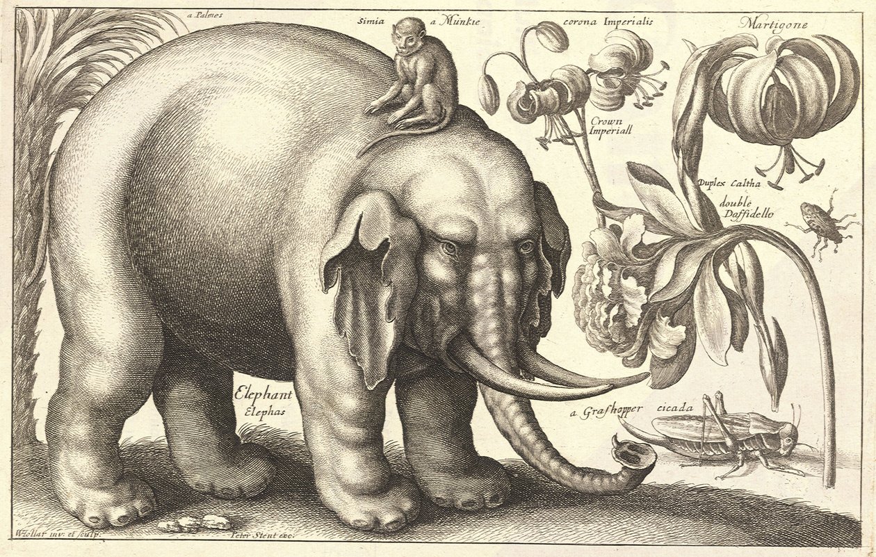 Olifant en bloemen. Staat 2 door Wenceslaus Hollar