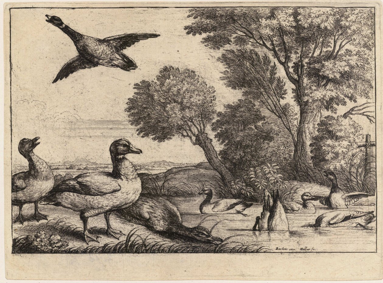Negen eenden. Staat 2 door Wenceslaus Hollar