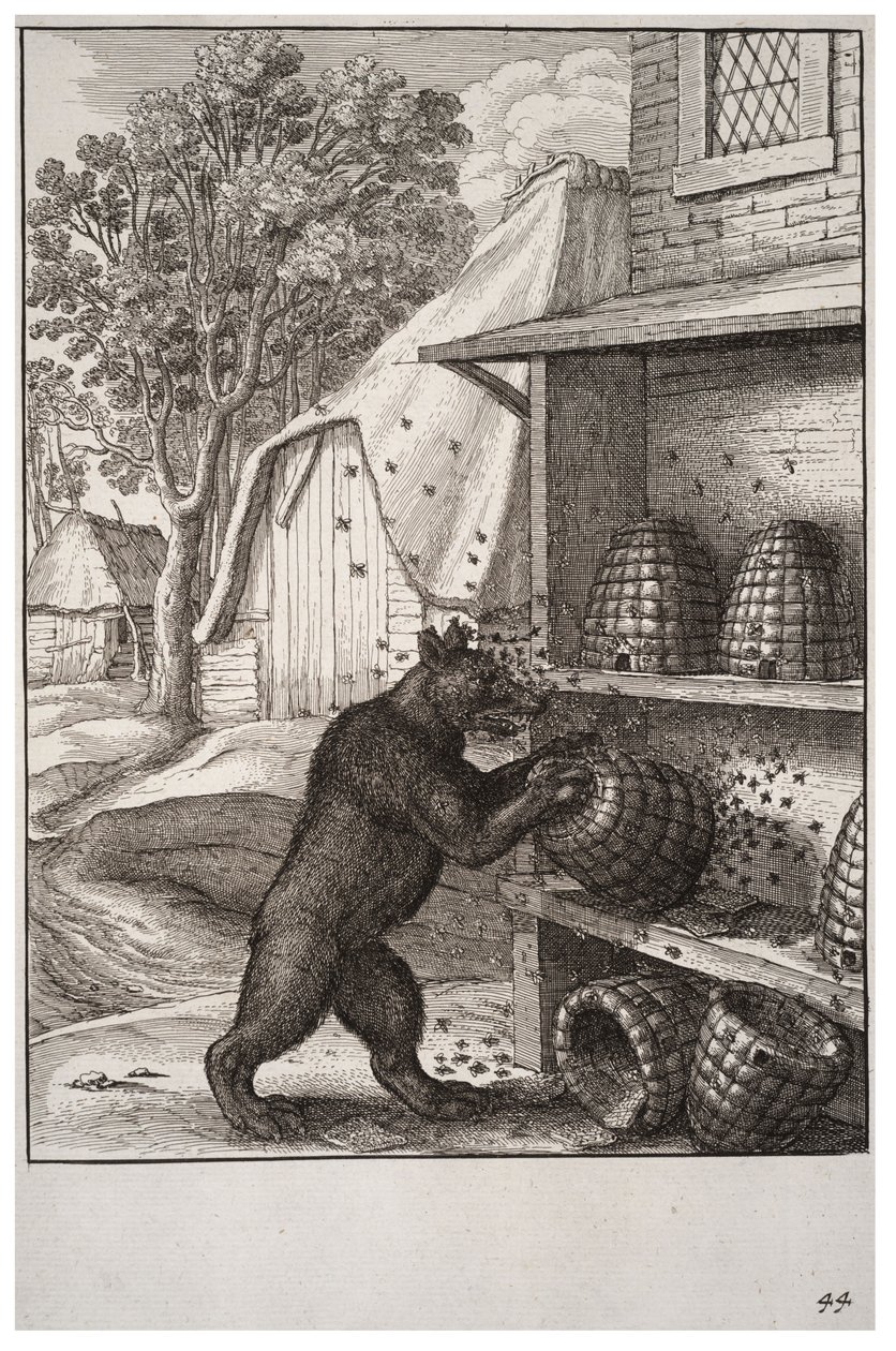 De beer en de honing door Wenceslaus Hollar