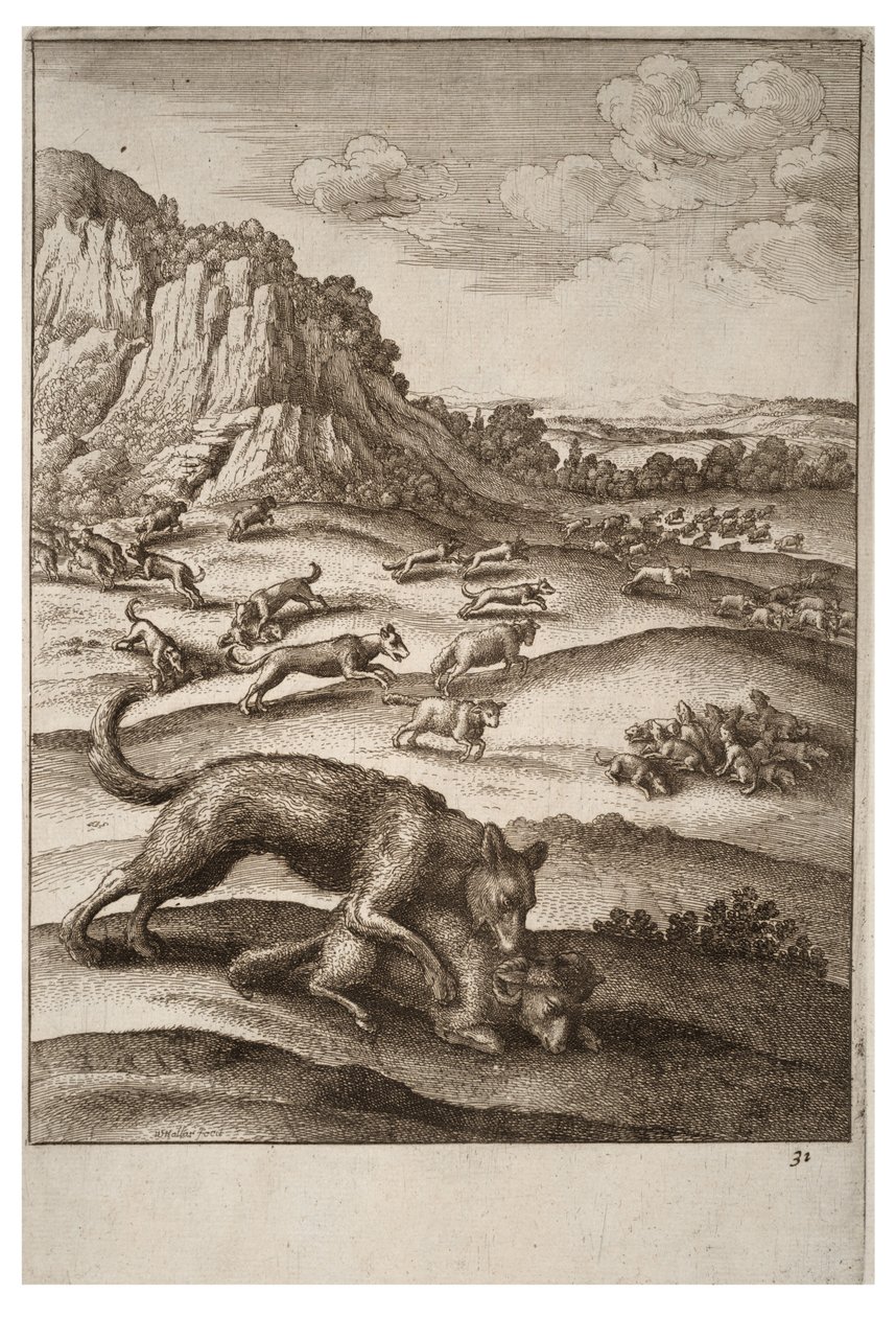 De wolven en de schapen door Wenceslaus Hollar