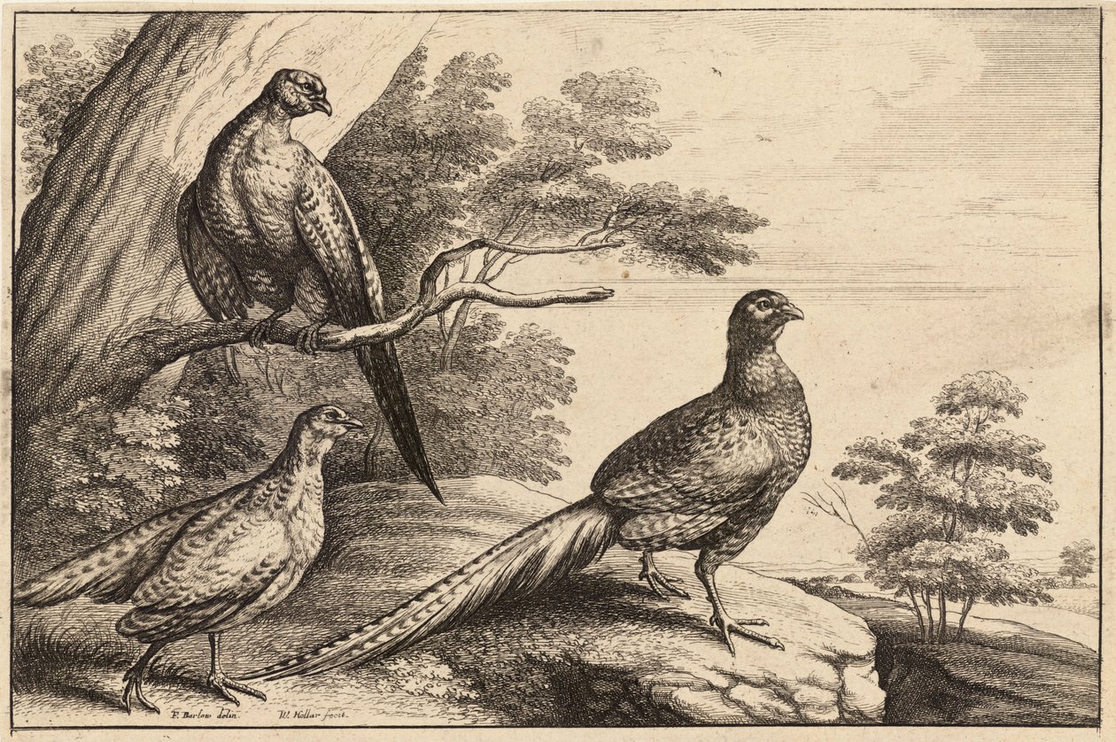 Drie fazanten door Wenceslaus Hollar