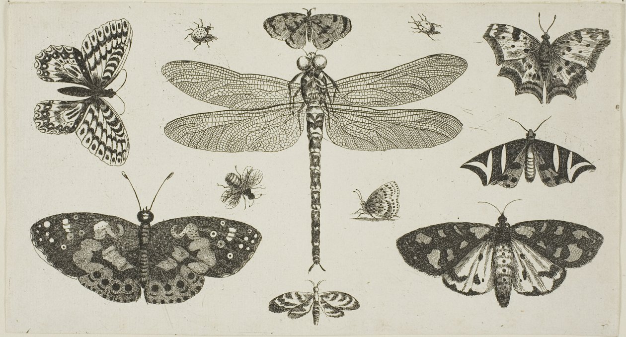 Een libel, lieveheersbeestjes en vlinders, uit Diversae Insectorum...Figurae door Wenceslaus Hollar