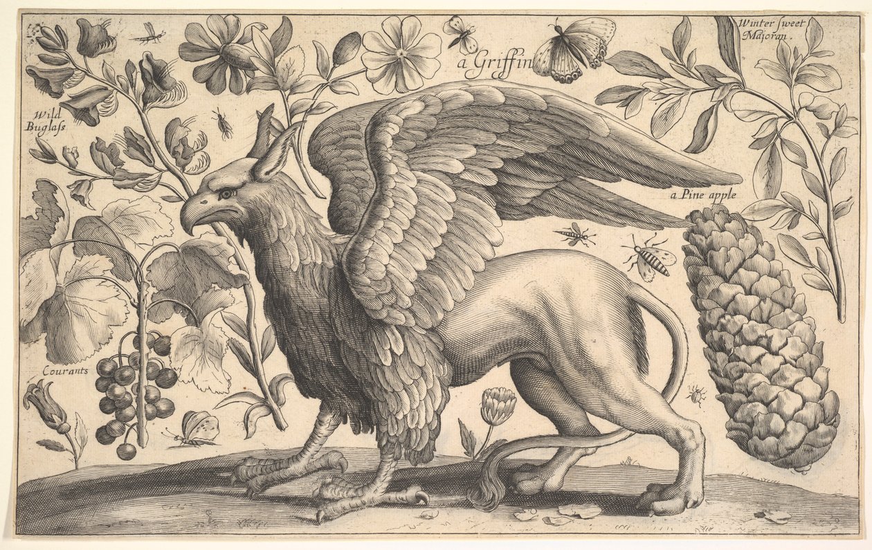 Een Griffioen, 1625-77 door Wenceslaus Hollar