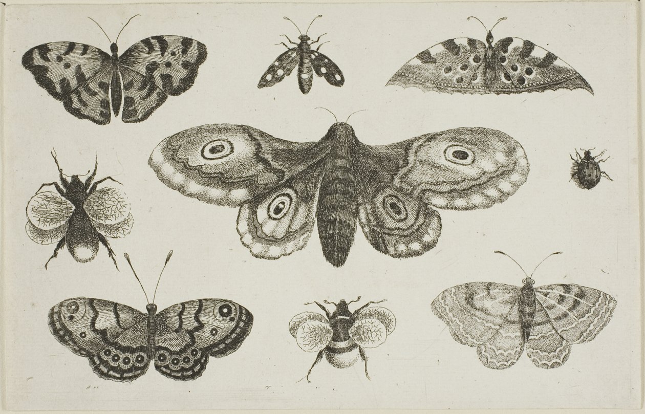 Een Mot, Vlinders en Bijen door Wenceslaus Hollar