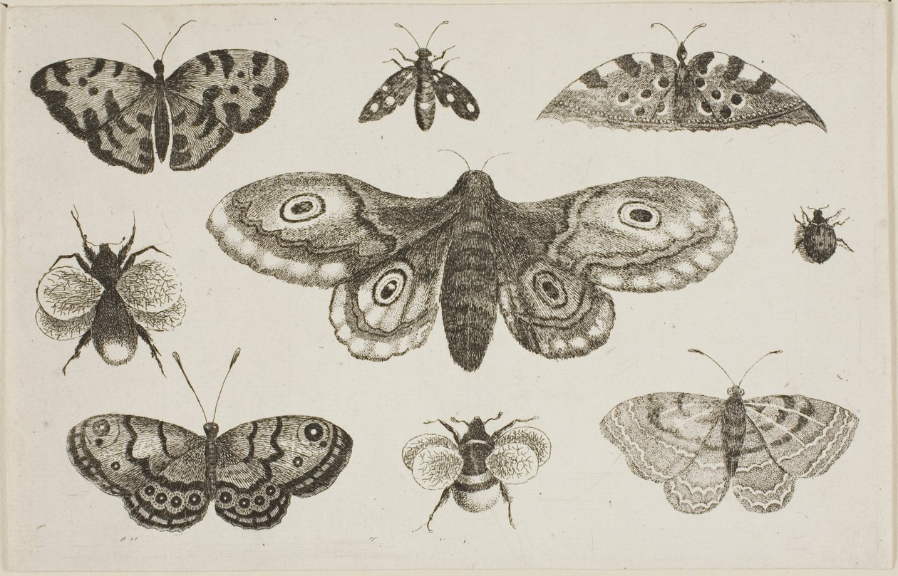 Een Mot, Vlinders en Bijen door Wenceslaus Hollar