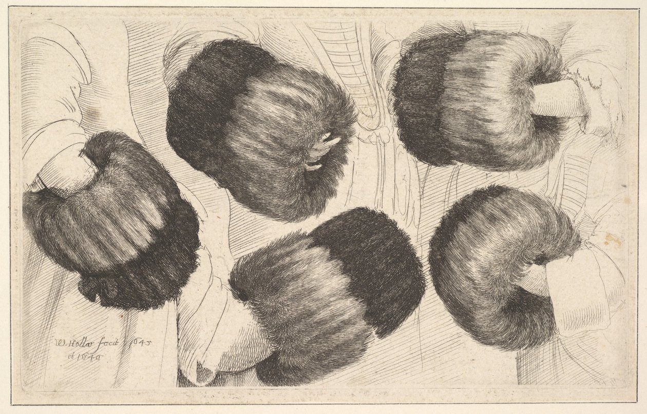 Een mof in vijf aanzichten, 1645-46 door Wenceslaus Hollar