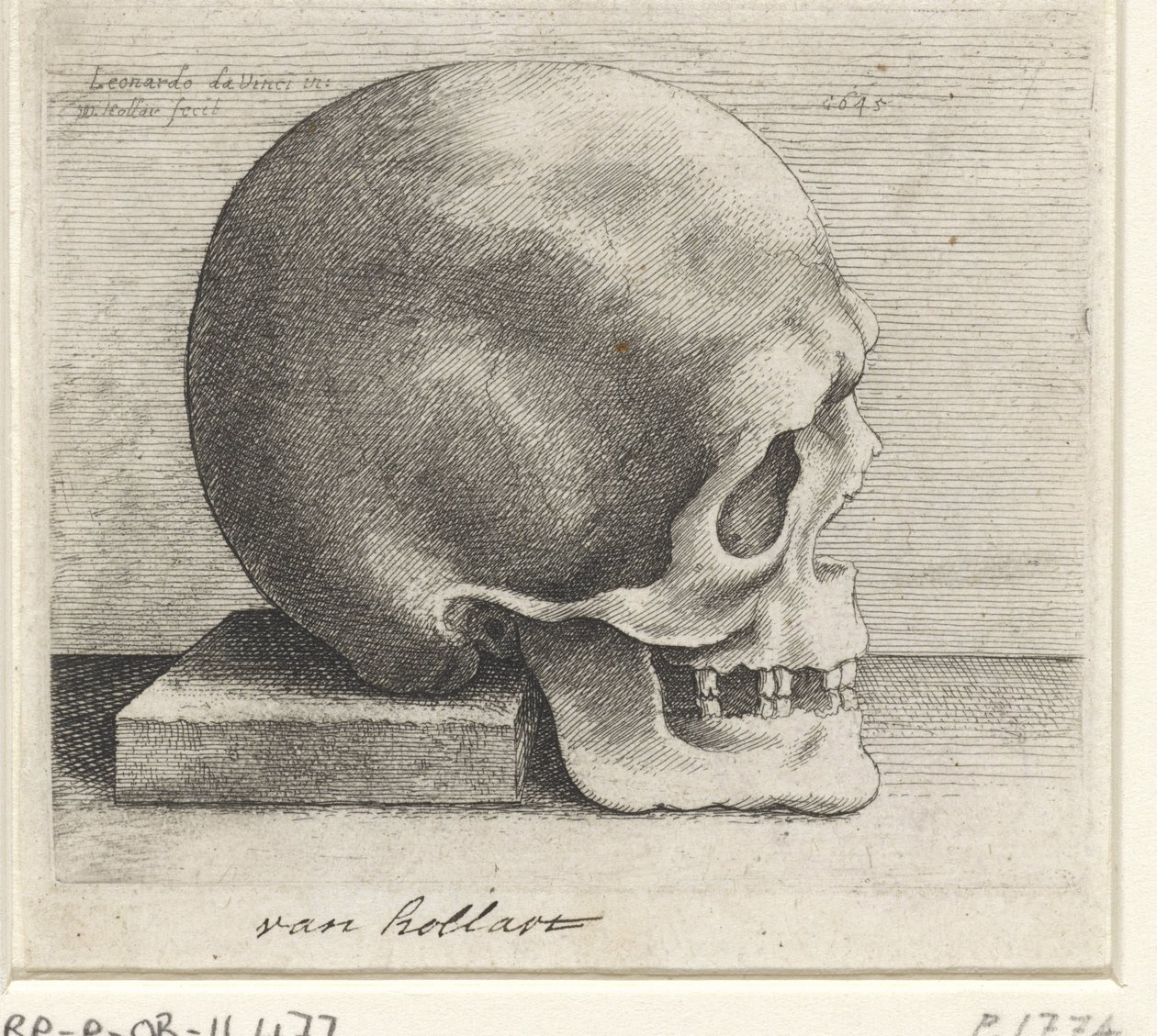 Anatomische studie van een schedel door Wenceslaus Hollar