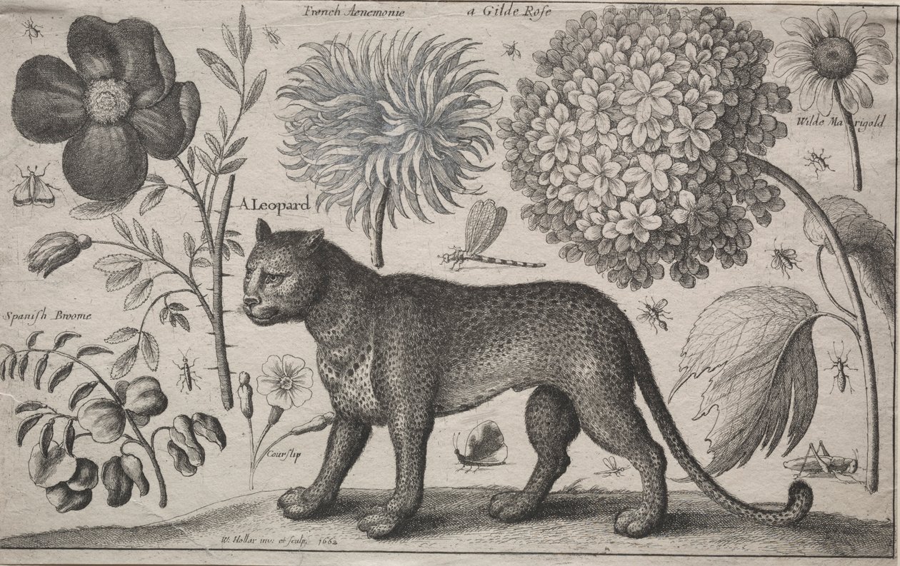Dieren en Planten: Luipaard met Planten en Insecten, 1662 door Wenceslaus Hollar
