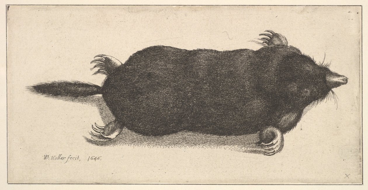 Dode mol door Wenceslaus Hollar