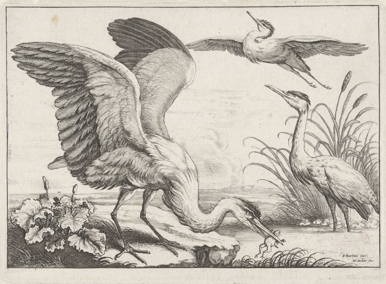 Drie reigers door Wenceslaus Hollar
