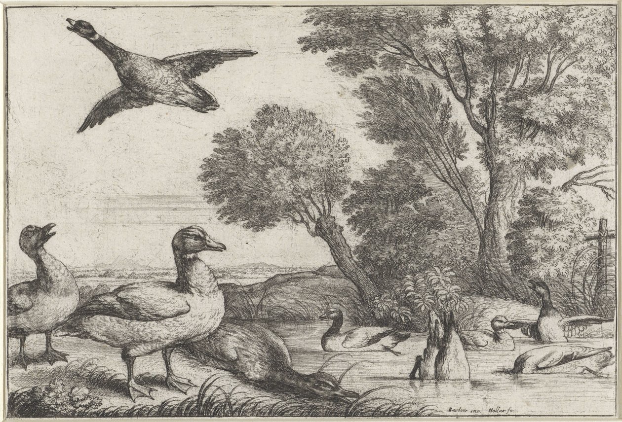Eenden door Wenceslaus Hollar