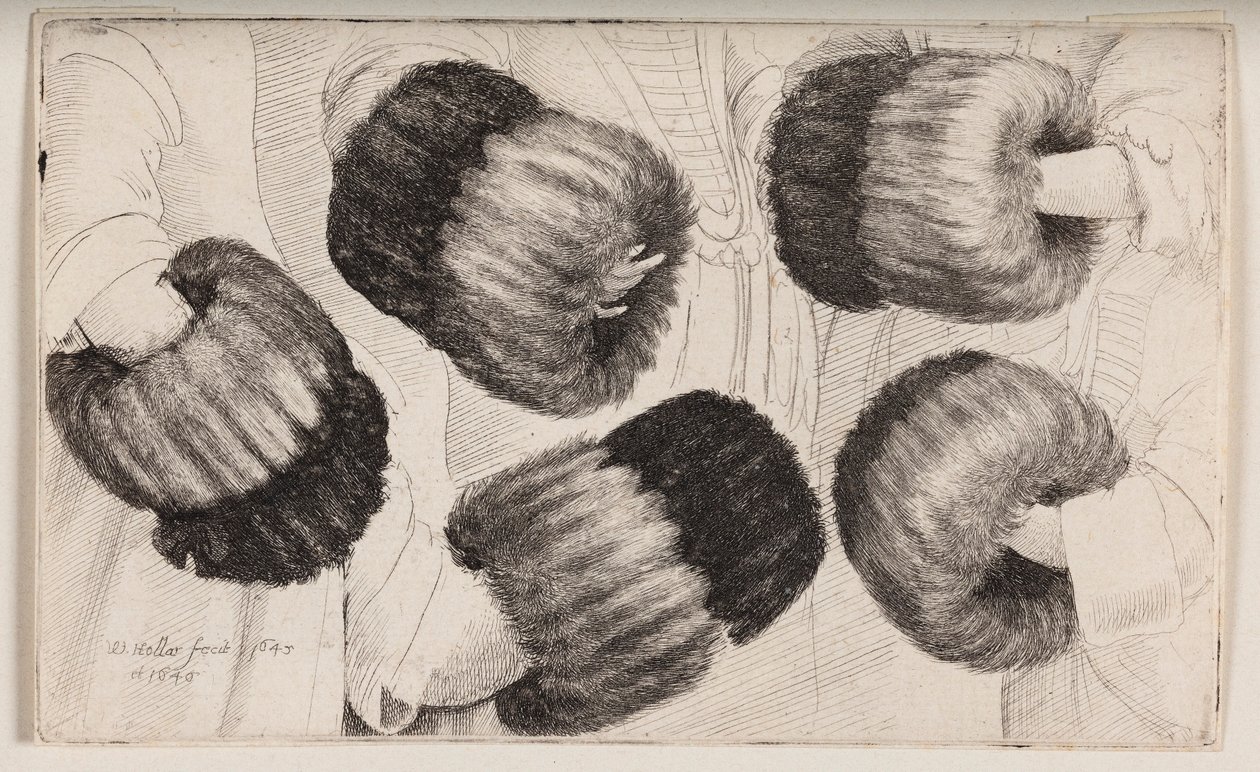 Een mof op vijf verschillende manieren gezien door Wenceslaus Hollar